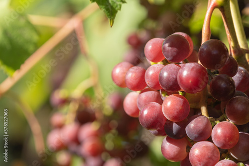 A ripe bunch of grapes on the vine. Shallow depth of field.