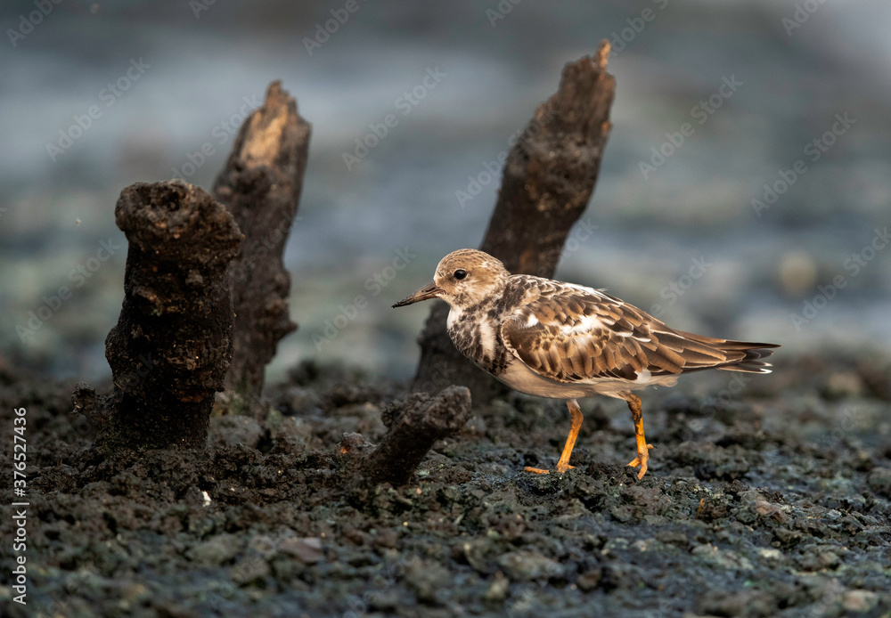 Closeup of Ruddy Turnstone feeding at Tubli bay , Bahrain Closeup of Ruddy Turnstone feeding at Tubli bay , Bahrain