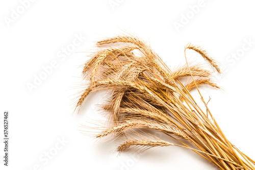 Wheat rye barley oat seeds. Whole, barley, harvest wheat sprouts. Wheat grain ear or rye spike plant isolated on white background, for cereal bread flour. Top view, cutout.