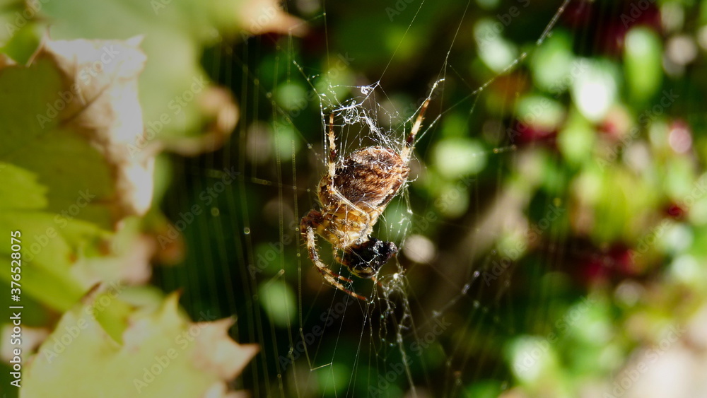 Spinne - Makro
Spinne auf seinem Spinnenetz Spinne - Makro
Spinne auf seinem Spinnenetz