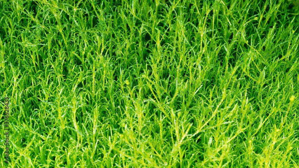 Grass after rain. View from above. Grass after rain. View from above.