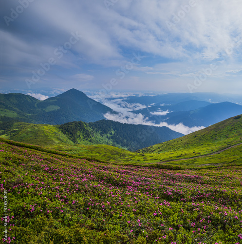 Pink rose rhododendron flowers on summer morning foggy mountain slope. Pip Ivan Mountain, Carpathian, Ukraine.