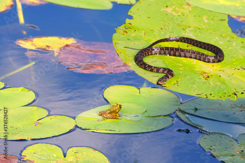 Meeting the Frog with the Snake