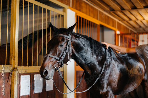 Thoroughbred stallion close-up in the stable at the ranch. Animal husbandry and breeding of thoroughbred horses