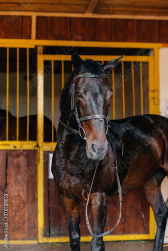 Thoroughbred stallion close-up in the stable at the ranch. Animal husbandry and breeding of thoroughbred horses