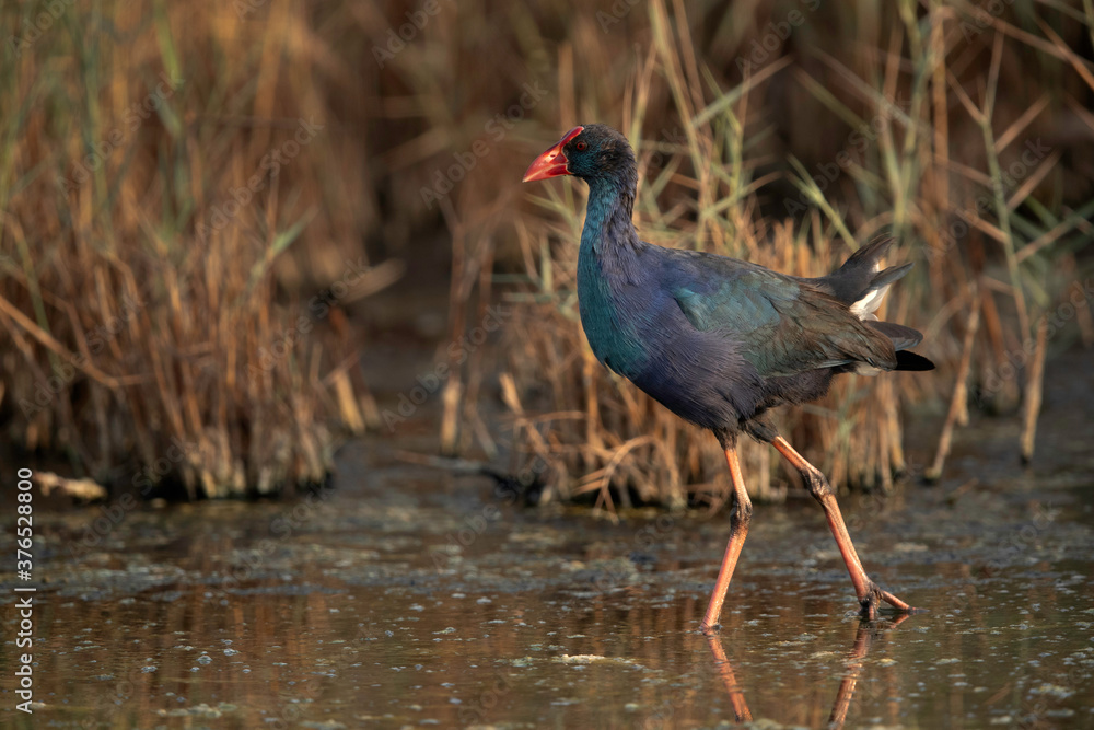 Grey-headed Swamphen at Asker marsh, Bahrain Grey-headed Swamphen at Asker marsh, Bahrain