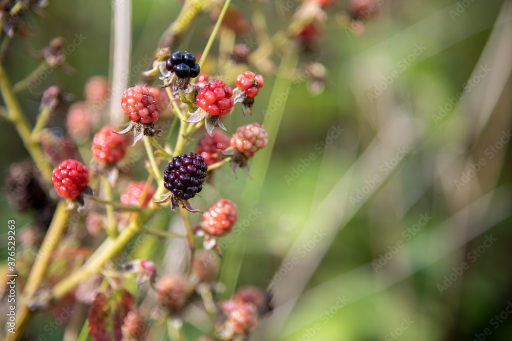 Blackberry (Rubus fruticosus), also known as Bramble, fruits ripen on a bush branch. Selective focus. Blurred background. Theme of fresh organic food. Blackberry (Rubus fruticosus), also known as Bramble, fruits ripen on a bush branch. Selective focus. Blurred background. Theme of fresh organic food.