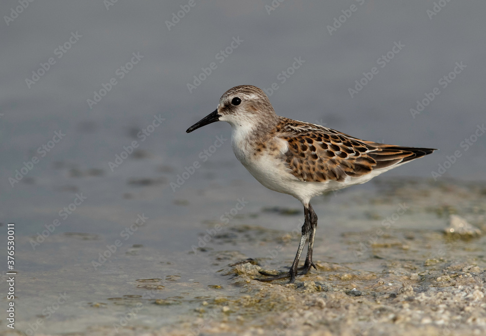 Closeup of a Sanderling at Asker marsh, Bahrain Closeup of a Sanderling at Asker marsh, Bahrain