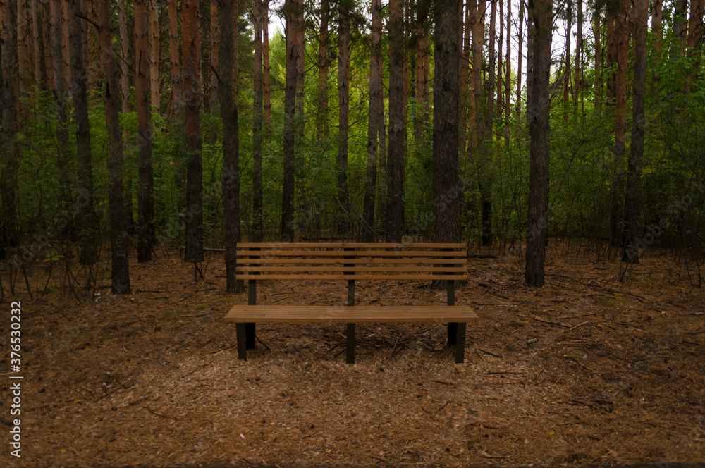 Wooden bench in the park in autumn