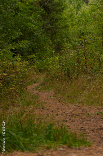 Footpath in scene autumn forest nature.