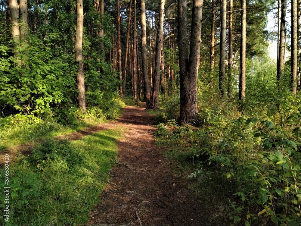 Obraz premium path in the forest
