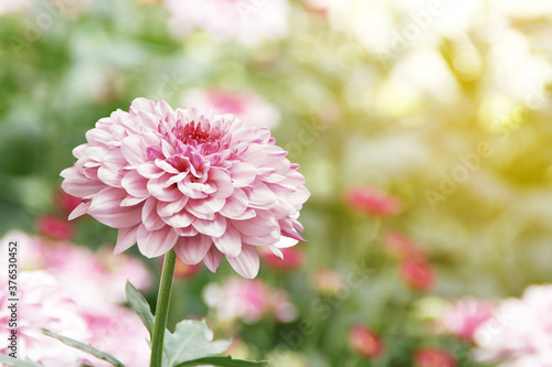 Pink Chrysanthemum Flowers in the Garden © masummerbreak
