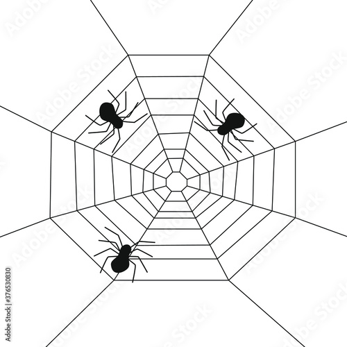 Three spiders on the web