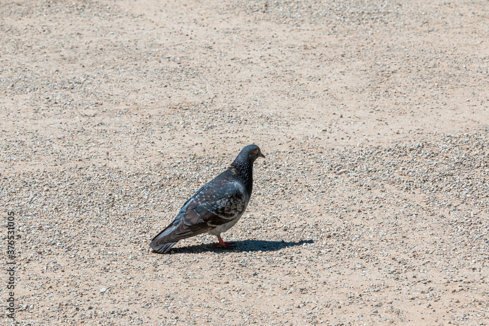 Obraz premium Pigeon on the ground in the park on a sunny day
