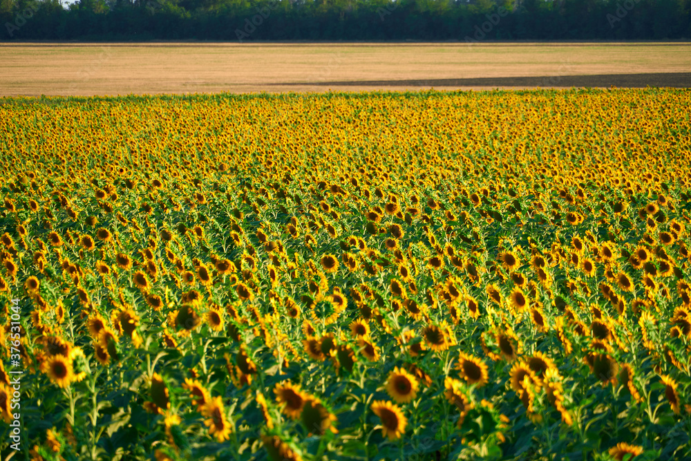 sunflower - bright field with yellow flowers, beautiful summer landscape