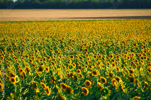 sunflower - bright field with yellow flowers  beautiful summer landscape