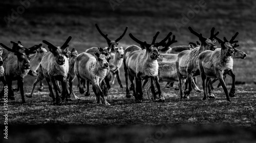 herd of reindeers in the wild