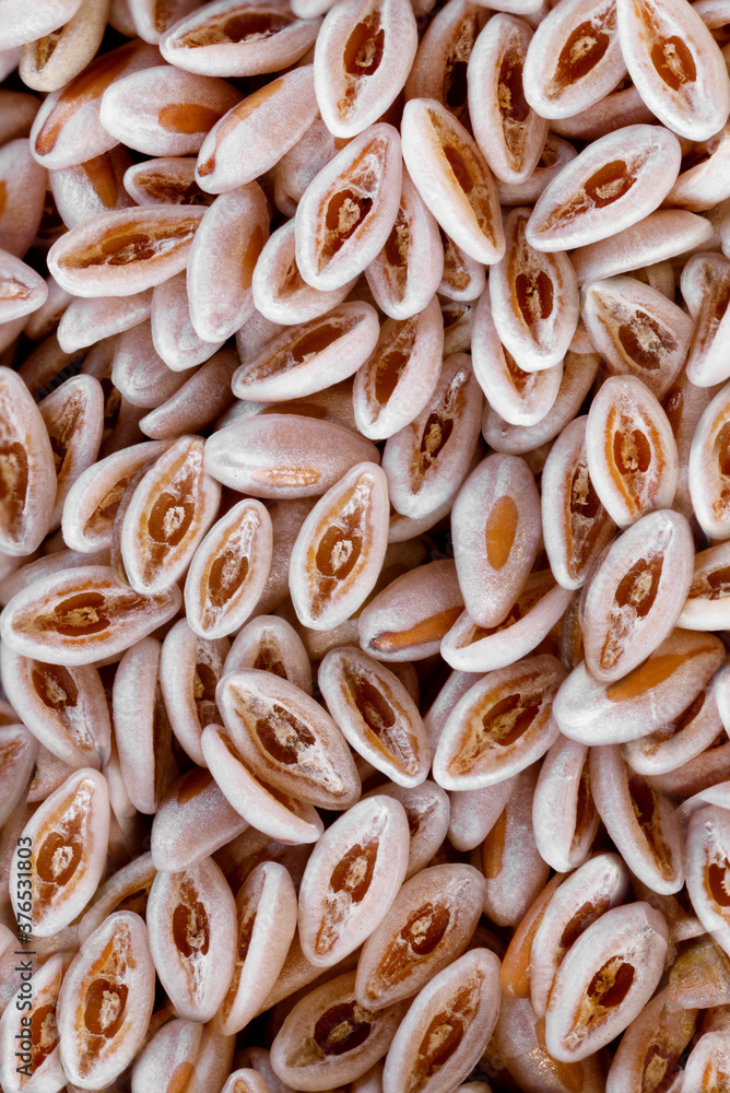 Indianwheat psyllium seeds and spoon Indianwheat psyllium seeds and spoon