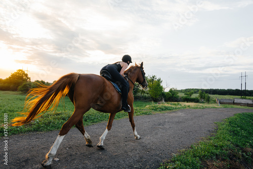 A young pretty girl jockey riding a thoroughbred stallion is engaged in horse riding at sunset. Equestrian sports., horse riding © Andrii