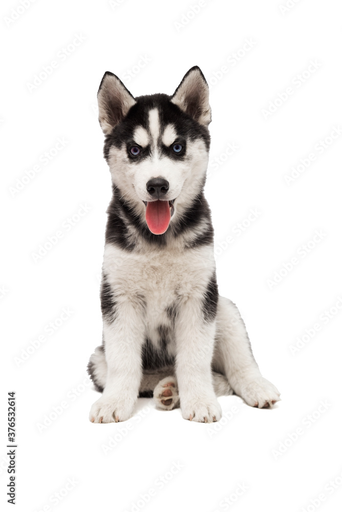 Cute siberian husky puppy is sitting on white background isolated. Interesting playful little puppy of serbian husky with blue eyes