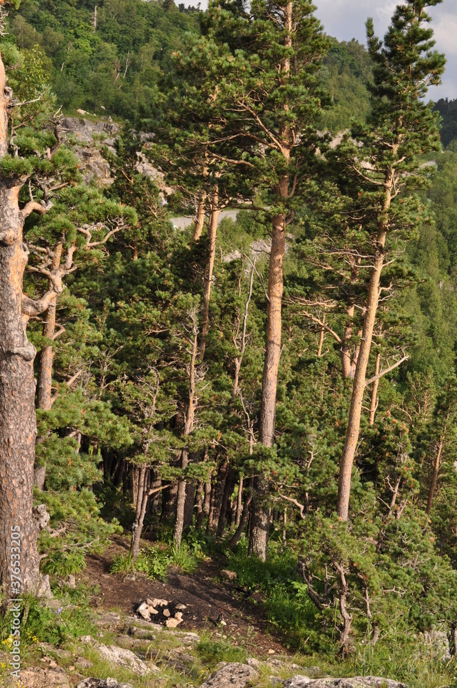 Fototapeta premium forest in the mountains