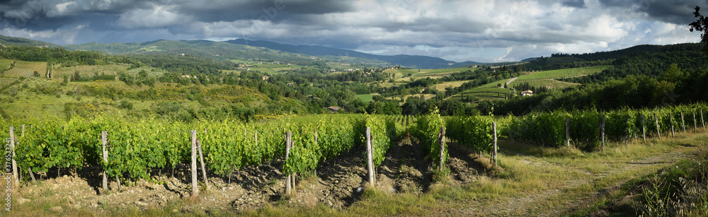 Rows of grapevines and cloudy sky during spring season, Chianti area near Greve in Chianti, Florence. Tuscany. Italy.