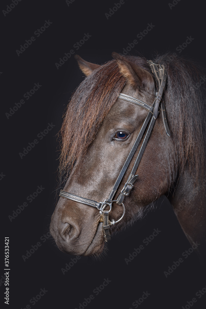 icelandhorse ,brown, head, icelandhorse ,brown, head,