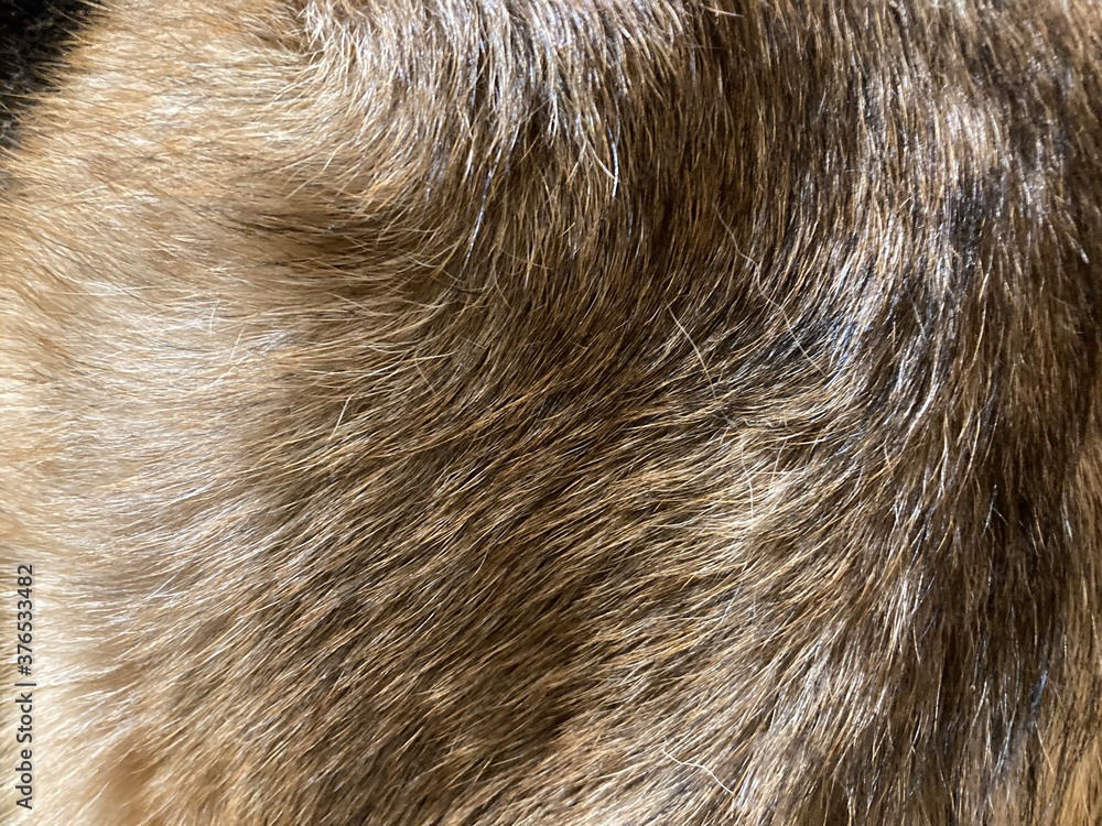 Dog fur