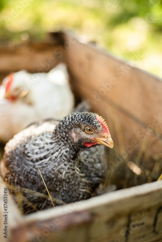 Hens feed on the traditional rural barnyard at sunny day. Chickens sitting in henhouse. Close up of chicken standing on barn yard with the chicken coop. Free range poultry farming