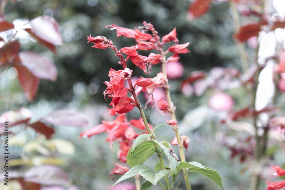 Fototapeta premium red maple leaves