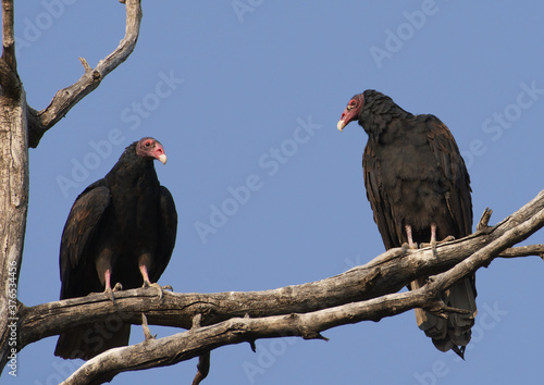 A couple of Turkey Vultures 