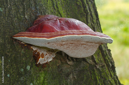 Beautiful reddish brown fruitbody of Ganoderma lucidum on an Oak tree photo