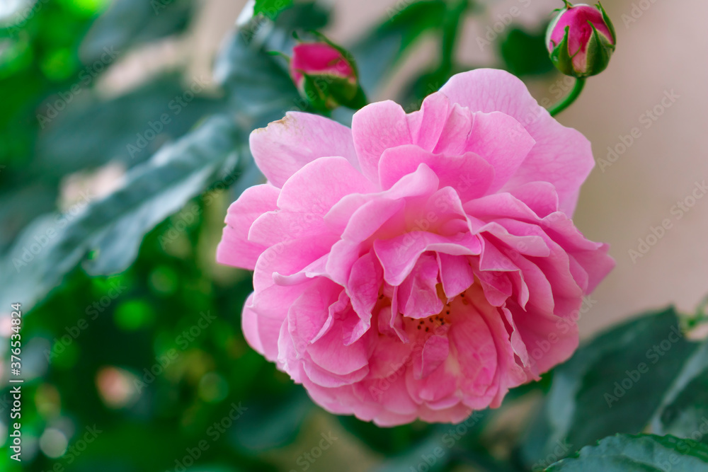 Pink flower rose. Hello spring