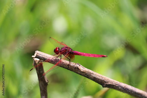 red dragonfly on a green leaf © Shakti