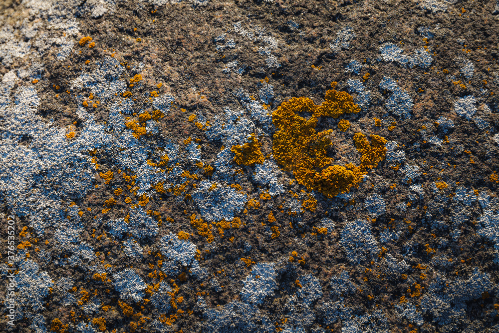 Natural beautiful patterns / Lichen on stones Natural beautiful patterns / Lichen on stones