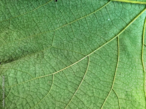 Texture of grape leaf
