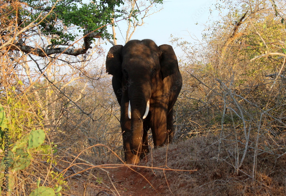 Fototapeta premium Elephant waiting to Attack