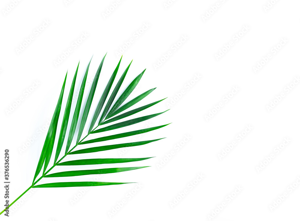 Fototapeta premium Frame with a green tropical leaf. Isolated on white.