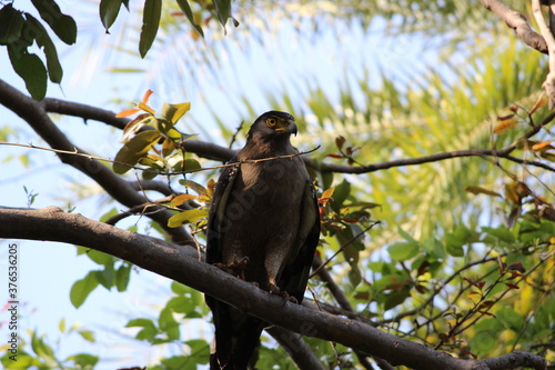 Serpent Eagle sitting on a tree
