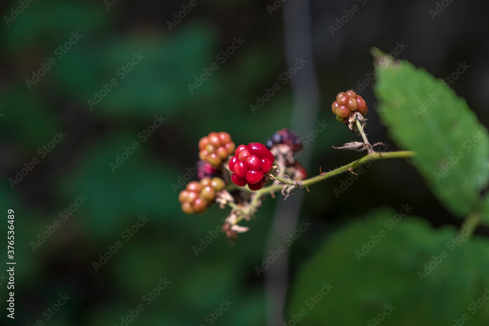 Wild strawberry bush in forest. Wild strawberry bush in forest.