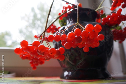 red and black currant