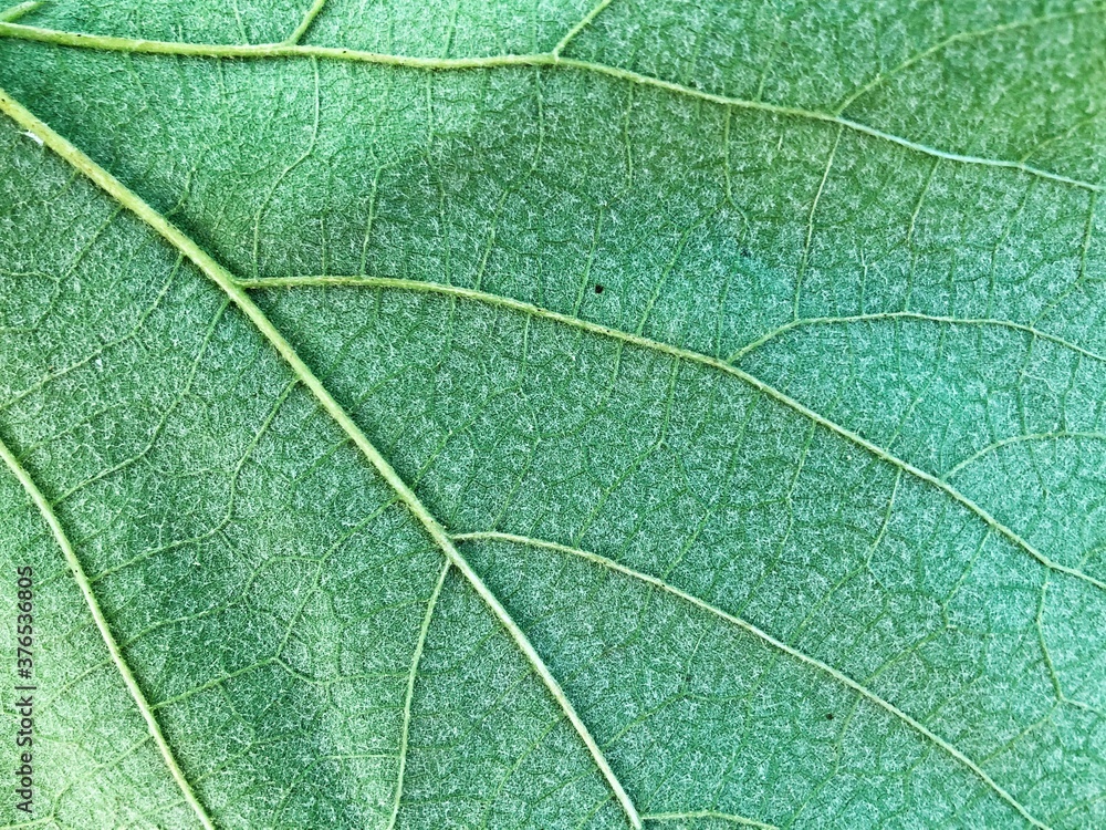 Obraz premium Green leaf background texture, macro