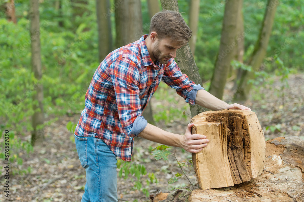man prepare tree stump for cutting, forest nature man prepare tree stump for cutting, forest nature
