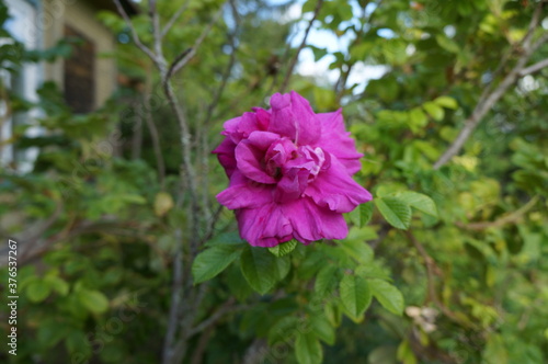 pink rose