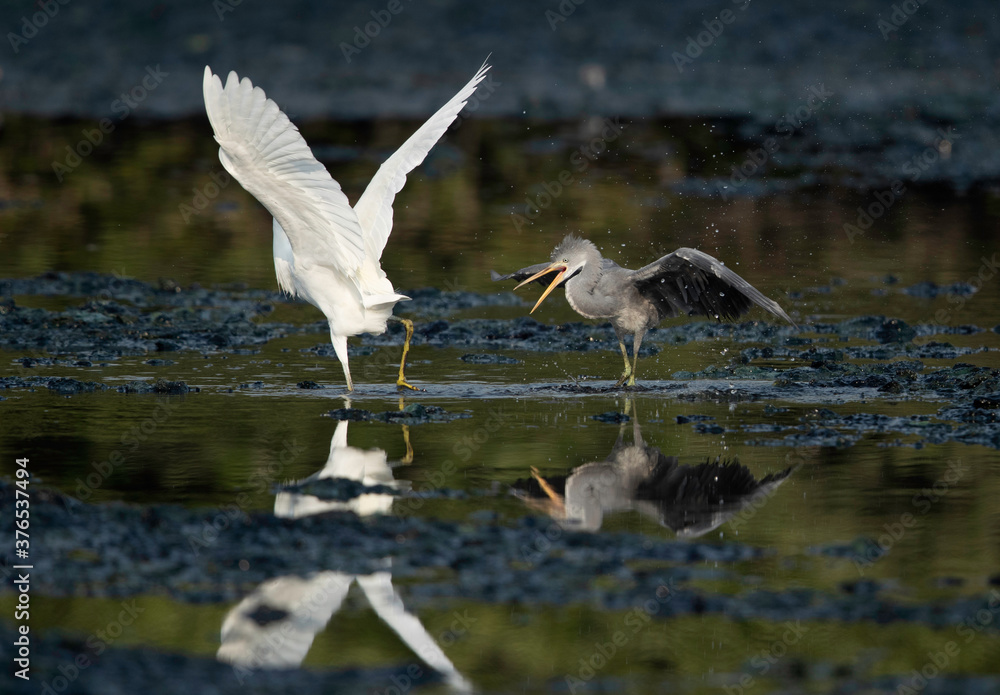 Juvenile Western reef herons chasing at Tubli bay, Bahrain Juvenile Western reef herons chasing at Tubli bay, Bahrain