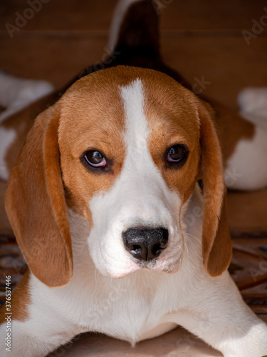 Beagle puppy portrait close-up