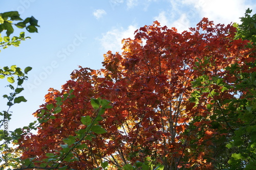 red maple leaves