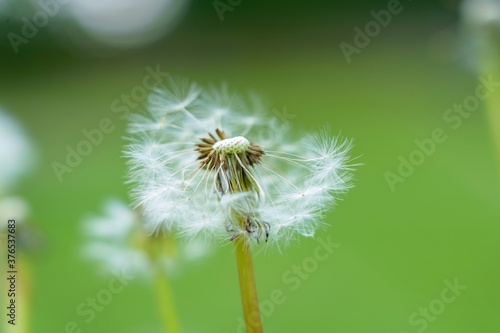 Pusteblume - L  wenzahn