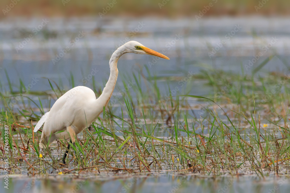 Obraz premium Great white egret (Ardea alba) - white heron