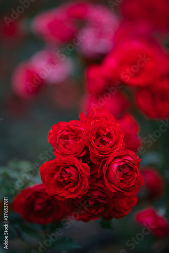 Rose flowers with blured background